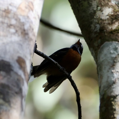 Rhipidura hyperythra observed 2026-08-15