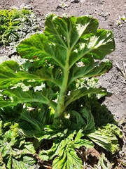 Heracleum sosnowskyi
