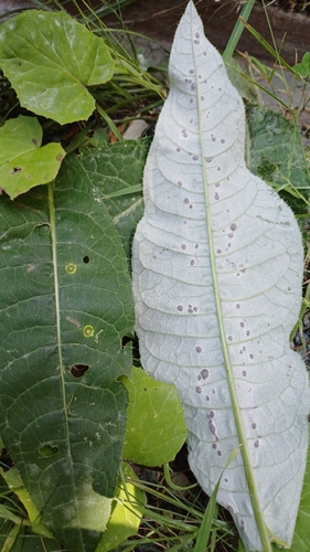 Puccinia cnici-oleracei, 2026-08-13