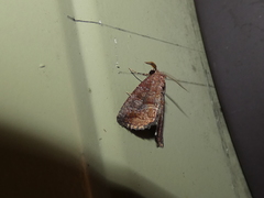 Condicinae