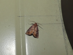 Condicinae