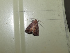 Condicinae