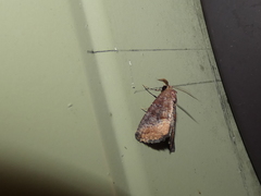 Condicinae