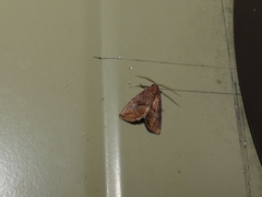 Condicinae