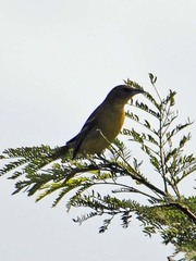 Icterus