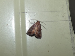 Condicinae