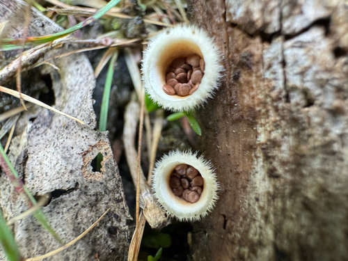 woolly bird's nest fungus