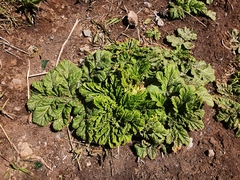 Heracleum sosnowskyi