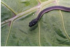 Synophis bicolor