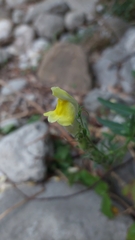 Antirrhinum braun-blanquetii