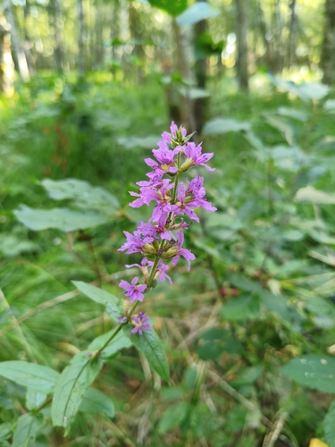 purple loosestrife