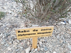 Ophryosporus triangularis