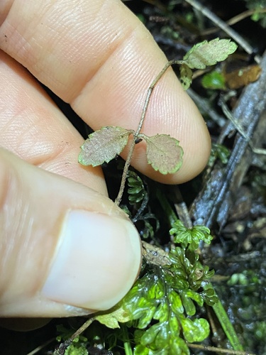Gonocarpus aggregatus observed 2026-08-14