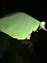 Ignelater havaniensis