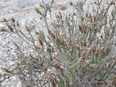 Ophryosporus triangularis