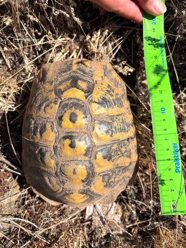 Hermann's Tortoise