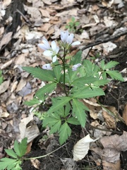 Cardamine maxima