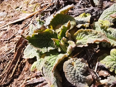 Symphytum caucasicum