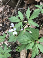 Cardamine maxima