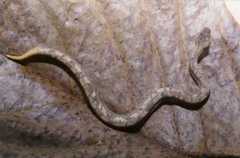 Trachyboa boulengeri