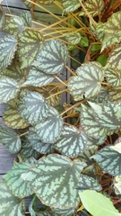 Begonia luzonensis