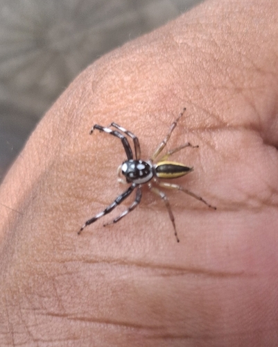 Multi-Coloured Phintella