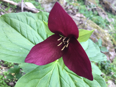 Trillium simile