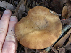 Rhodocybe piperita