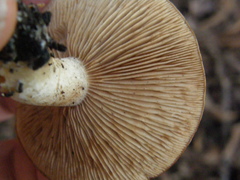 Rhodocybe piperita