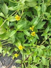 Wollastonia biflora, photograph (c) 祐, some rights reserved (CC BY)