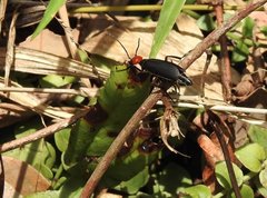 Epicauta mannerheimi