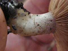 Rhodocybe piperita
