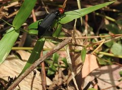 Epicauta mannerheimi