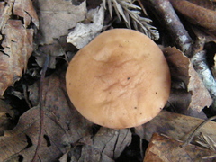 Rhodocybe piperita