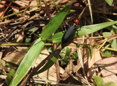 Epicauta mannerheimi