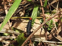 Epicauta mannerheimi