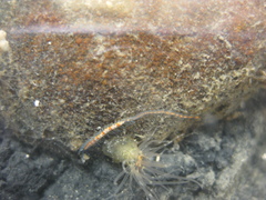 Myrianida pachycera