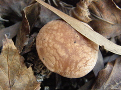 Rhodocybe piperita
