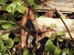 Epicauta mannerheimi