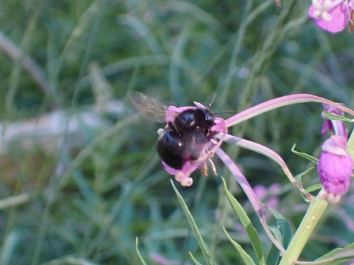 iNaturalist observation photo of Horse-fly Carpenter Bee