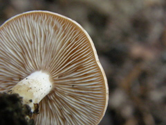 Rhodocybe piperita
