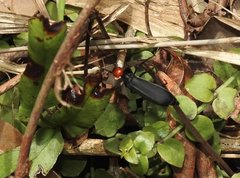 Epicauta mannerheimi