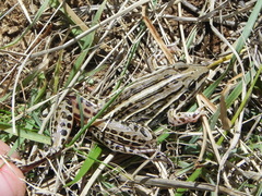 Leptodactylus gracilis