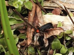 Epicauta mannerheimi