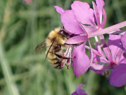 iNaturalist observation photo of Van Dyke's Bumble Bee