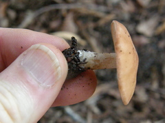 Rhodocybe piperita