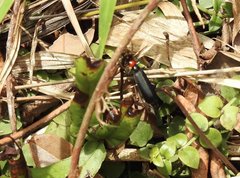 Epicauta mannerheimi