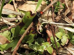 Epicauta mannerheimi