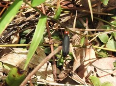 Epicauta mannerheimi