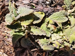 Symphytum caucasicum